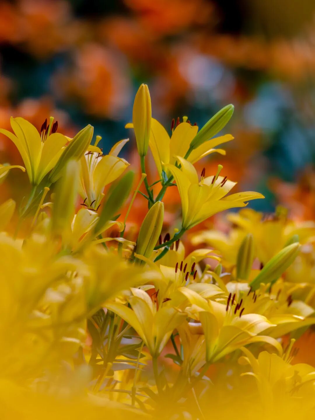 全开了!去了这些花海才知道什么叫「生如夏花」