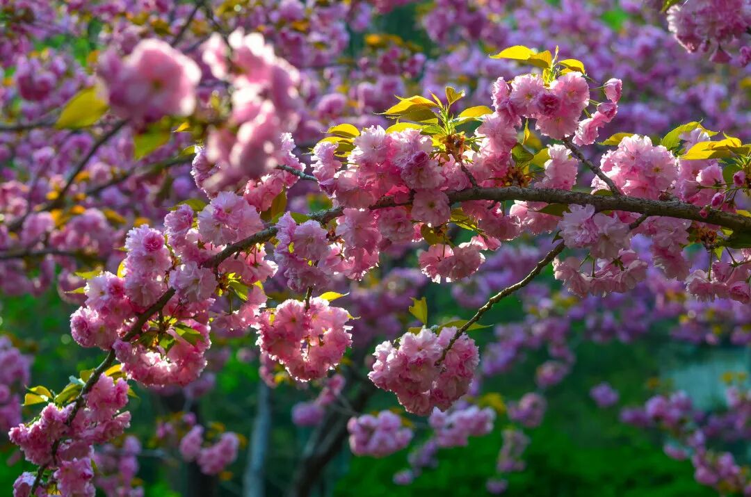 一天在济南怎么玩？收好这份极限一日游攻略出发吧！