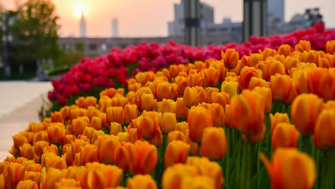 一天在济南怎么玩？收好这份极限一日游攻略出发吧！