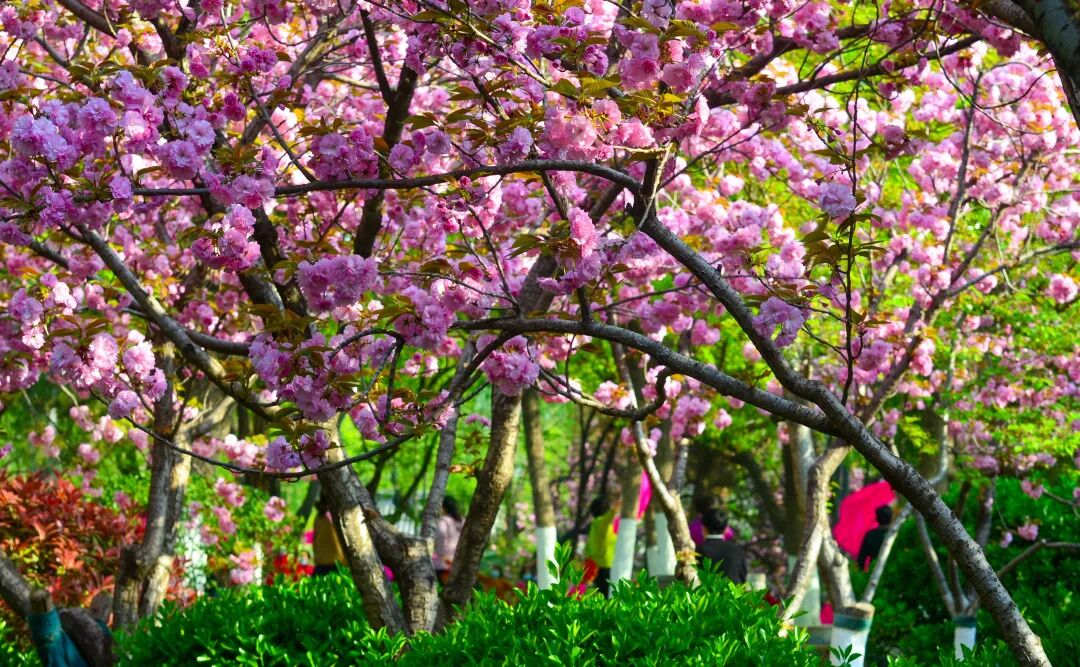 一天在济南怎么玩？收好这份极限一日游攻略出发吧！