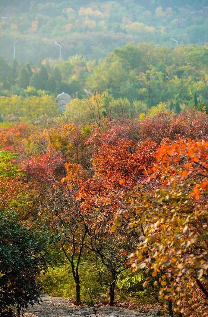 再赏一回秋日的绚烂美景来千佛山抓住这秋天的尾巴吧