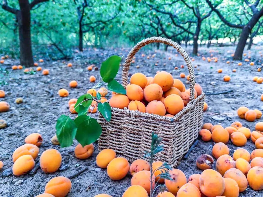 杏会初夏济南周边最香甜的采摘地点集合