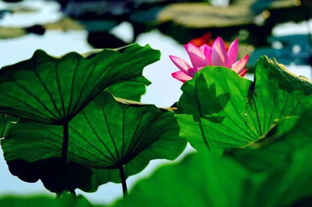 春有百花秋有月,夏有凉风冬有雪