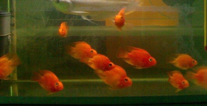 张大春：西医医生都治不好的病，凭什么我们能调好！