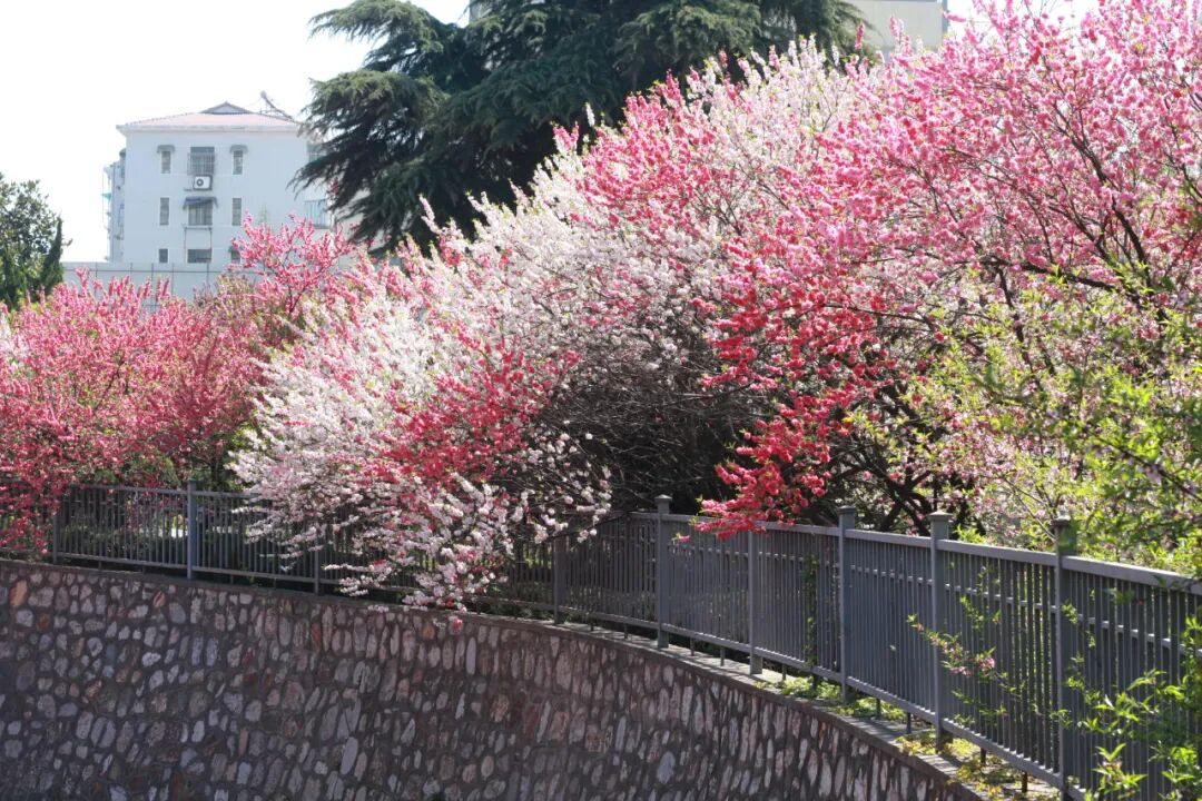 江蘇城市職業學院_江蘇學院職業技術學院_江蘇城市職業學院校風