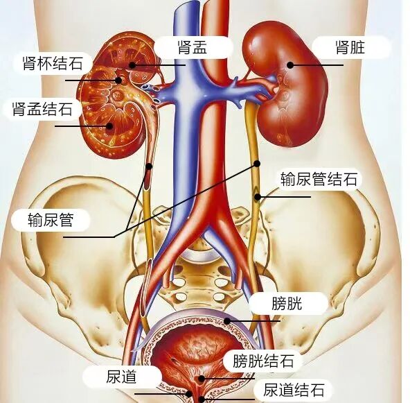 体外碎石b超怎么定位结石患者福音！德国多尼尔碎石机落户东部战区总医院_https://www.jmylbn.com_新闻资讯_第16张