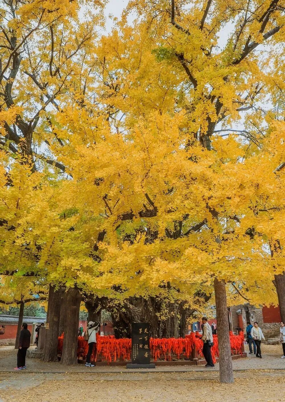 浮来山千年银杏树登上人民日报