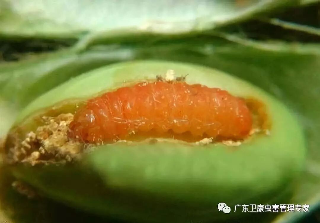 大豆害虫 大豆食心虫 广东卫康虫害管理专家 微信公众号文章阅读 Wemp