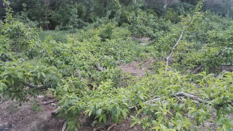 致富种植什么比较赚大钱_致富种植业_致富经种植