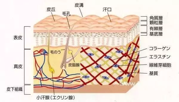 【科普】皮肤基础知识,你知道多少? 【科普】皮肤基础知识,你知道多少?