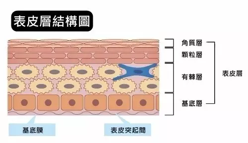 【科普】皮肤基础知识,你知道多少? 【科普】皮肤基础知识,你知道多少?