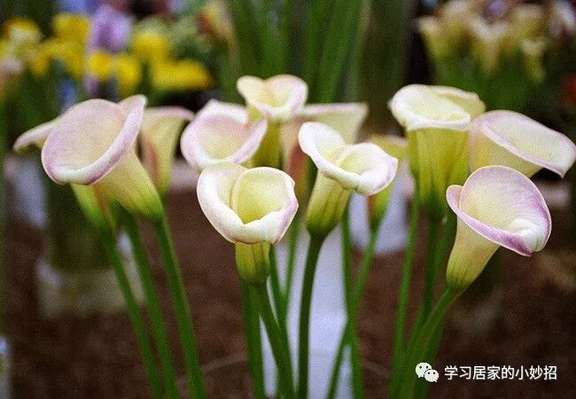 听惯了 海芋恋 那你知道海芋花的传说吗 学习居家的小妙招 微信公众号文章阅读 Wemp