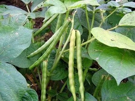 赤小豆高产种植的方法及病虫害防治 海南力智 微信公众号文章阅读 Wemp