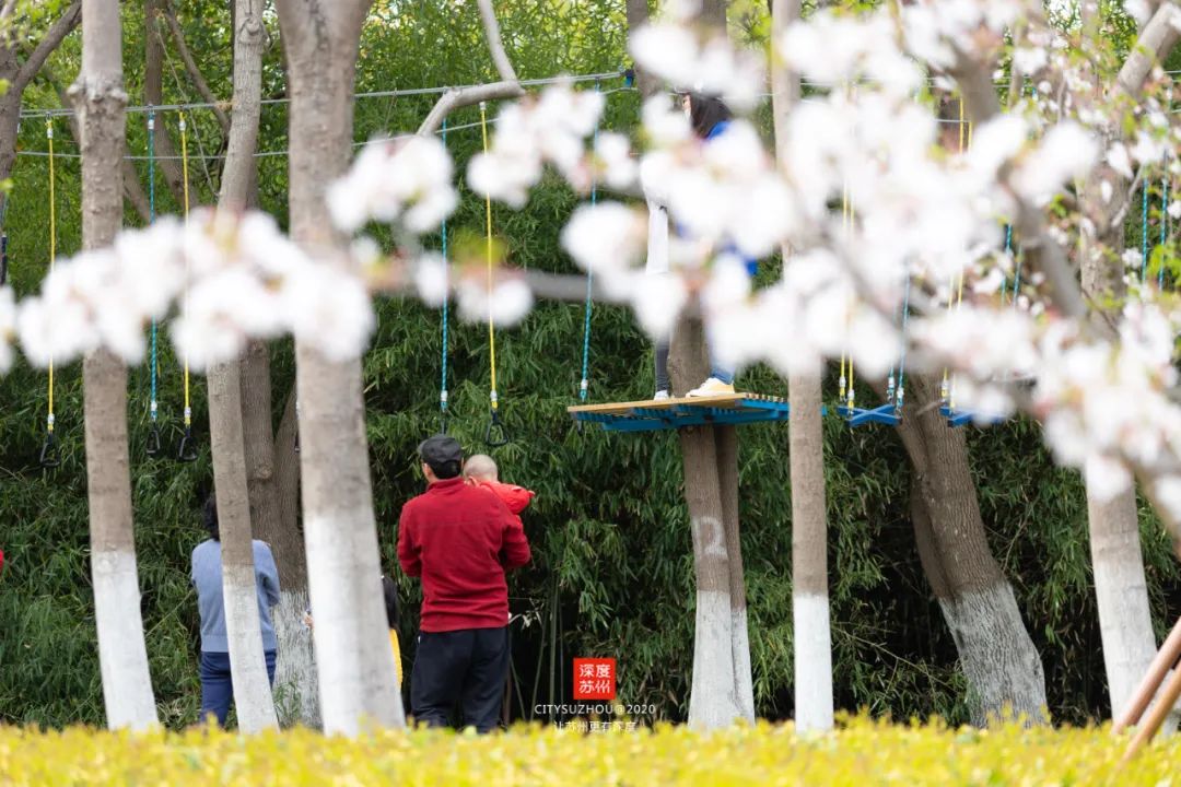 驚艷！美到自帶濾鏡的櫻花等你來打卡！秒出大片 旅遊 第11張