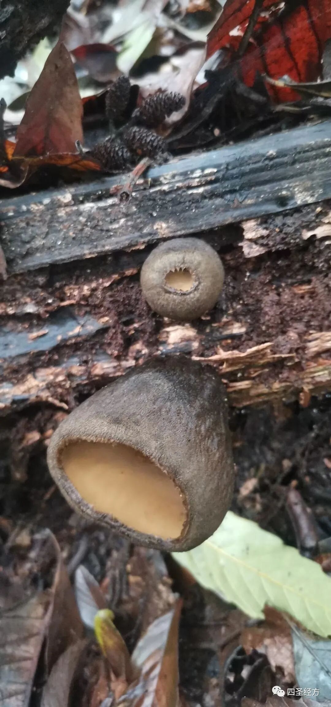 第94案：荆防小柴胡汤治小儿热疹案一剂愈