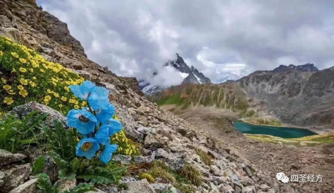 第147案：小柴胡合竹杏石甘汤治孕妇感冒案