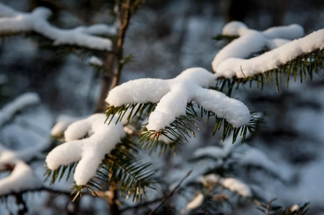 向北出發，穿越林海雪原 旅遊 第2張