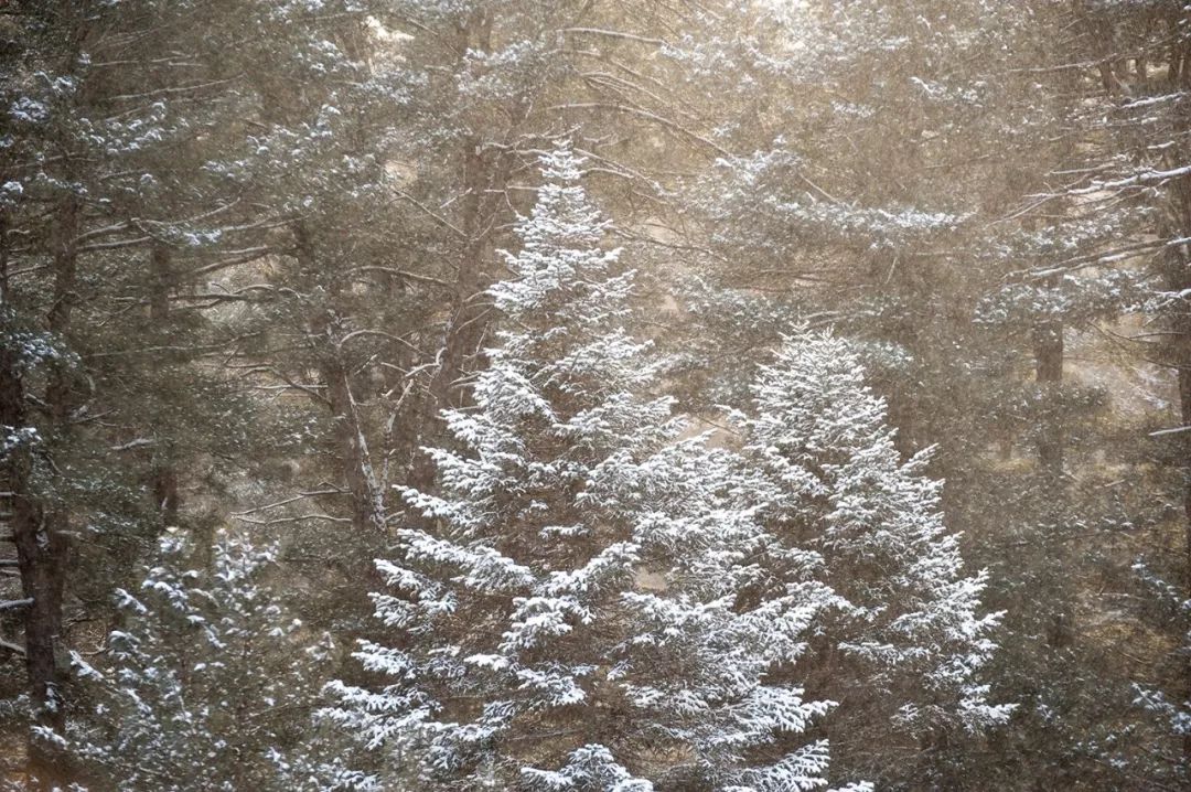 向北出發，穿越林海雪原 旅遊 第7張