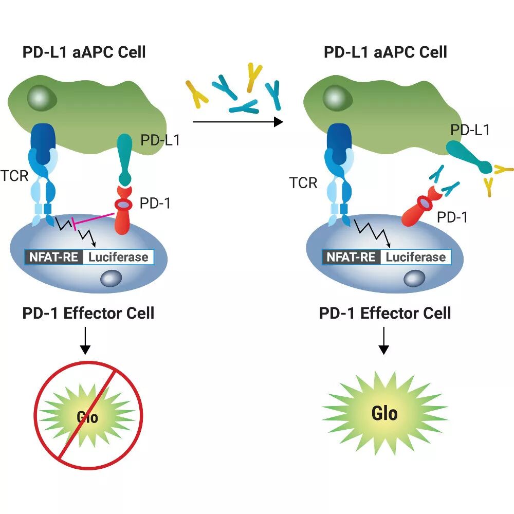 Promega Functional Bioassay性能全解析