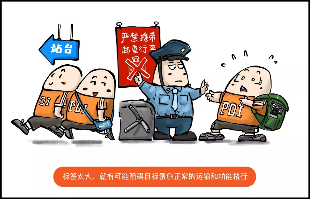 HiBiT 系列连环画：HiBiT—精致小标签的诞生（二）