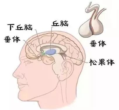 市面上有能讓孩子長高的「特效增高藥」嗎？ 親子 第10張