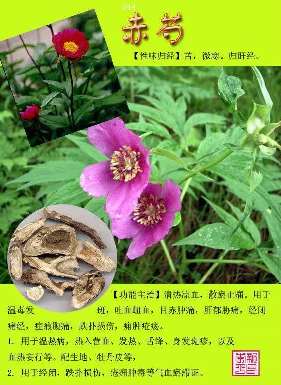 图文版有图有真相的中草药值得收藏