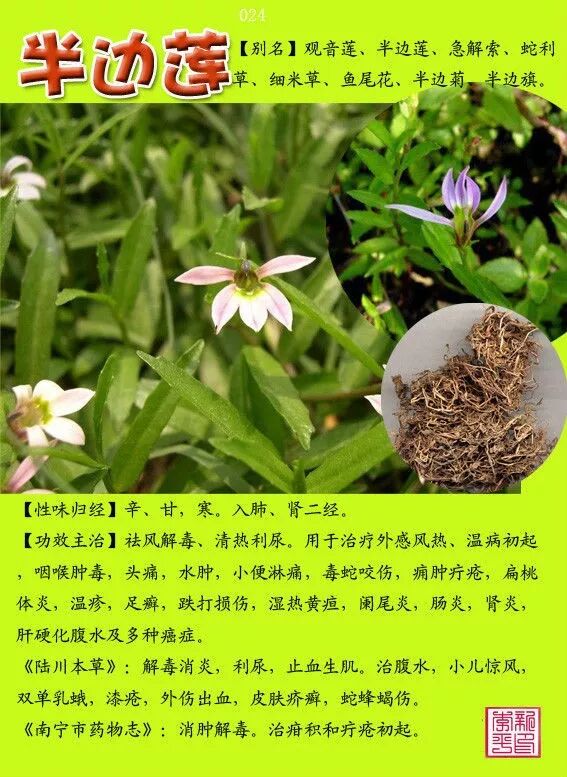 图文版有图有真相的中草药值得收藏