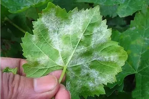 白粉治不住?因为你不懂这些!