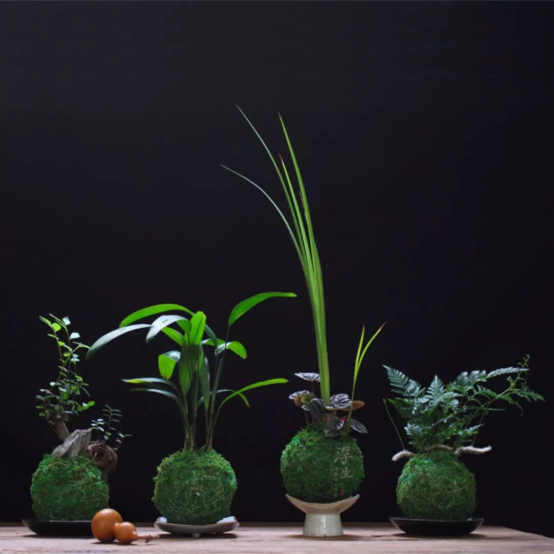 一砖一瓦一苔玉 第二期绿色科普小课堂 苔玉盆景 枫林邻里汇 微信公众号文章阅读 Wemp