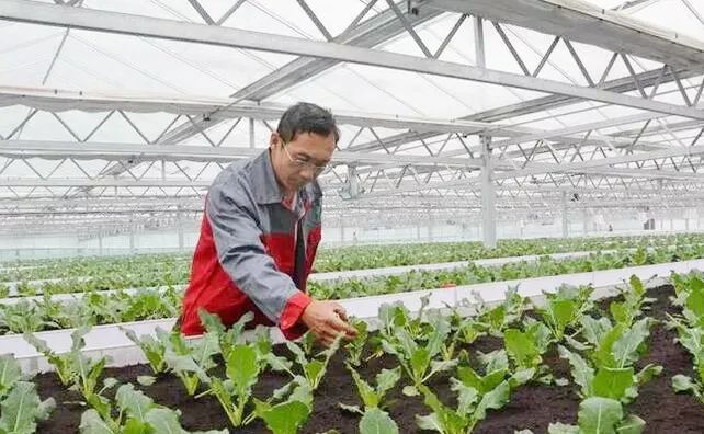 牛 种菜竟然种到了 床 上 一亩产值100万 一年能产16茬 长江蔬菜