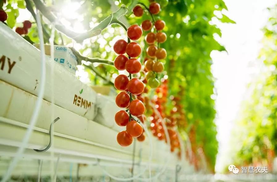 高產串番茄是如何種植的？