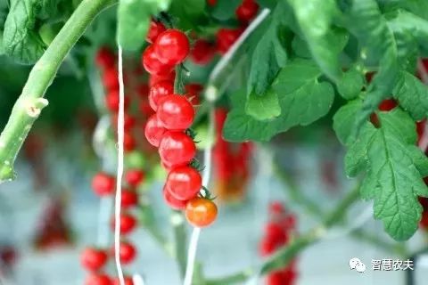 高產串番茄是如何種植的？