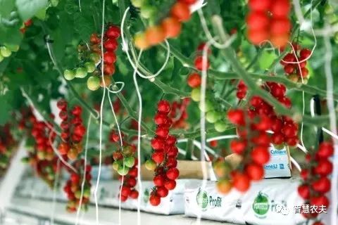 高產串番茄是如何種植的？