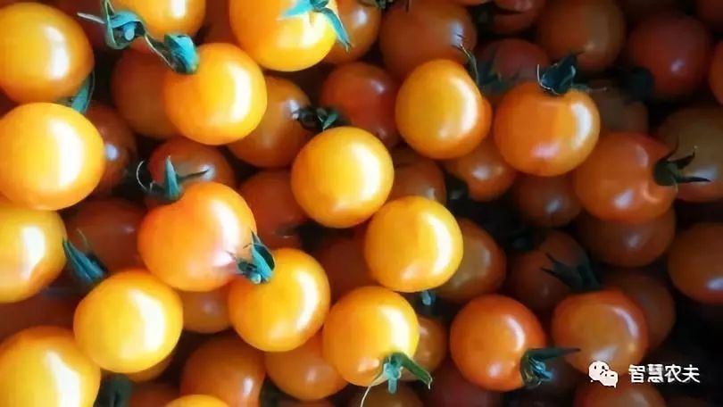 高產串番茄是如何種植的？