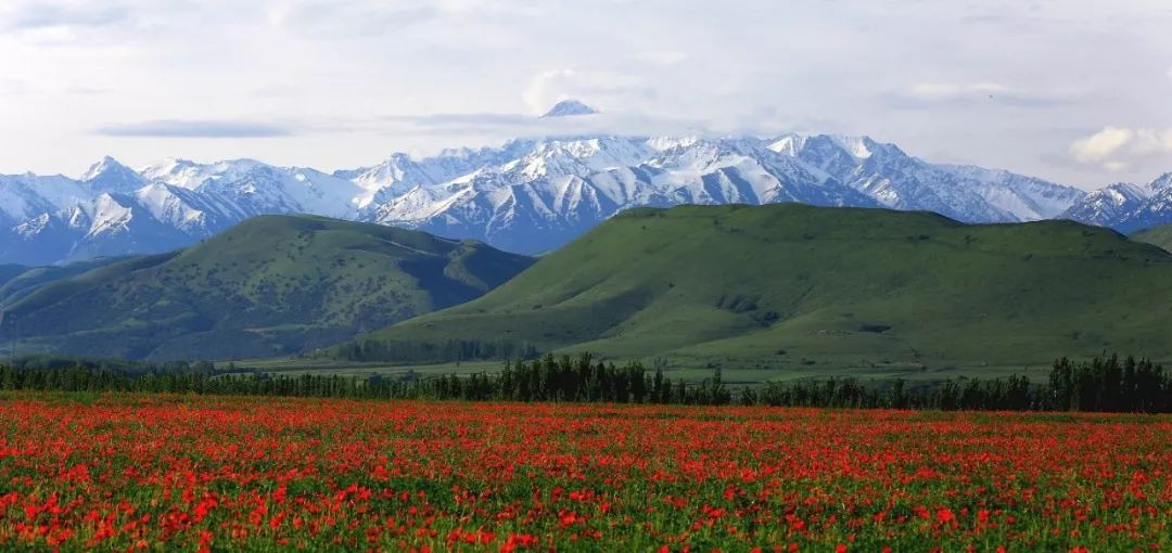 【11天新疆全景大環線】夏天一旦去了新疆，別的地方再美也只是將就！ 旅遊 第18張