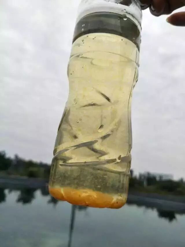 提醒别拿进水当儿戏当虾塘蓄水池出现白色悬浮物你确定知道怎么处理
