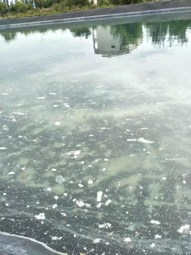 提醒别拿进水当儿戏当虾塘蓄水池出现白色悬浮物你确定知道怎么处理