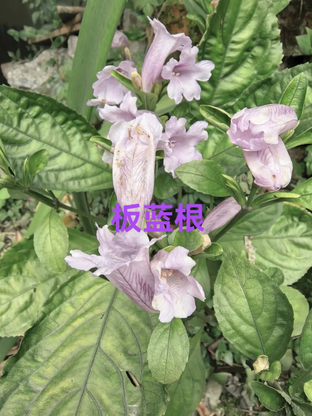 拼多多为何没被彻底整治？