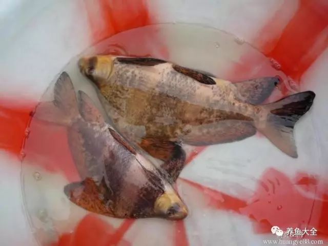 南美短鲷能跟什么鱼养_短鲷可以和什么鱼繁殖_短鲷配什么鱼