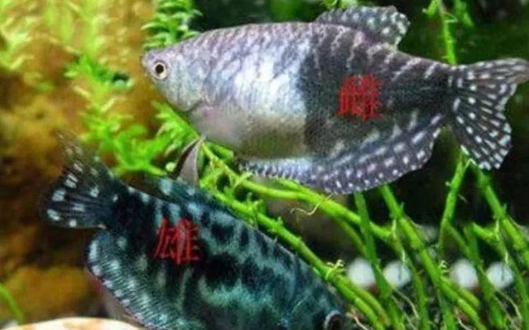 三湖慈鲷最贵的品种_三湖慈鲷品种图鉴_短慈鲷品种