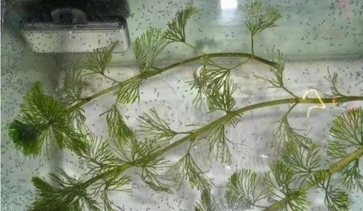 三湖慈鲷品种图鉴_三湖慈鲷最贵的品种_短慈鲷品种