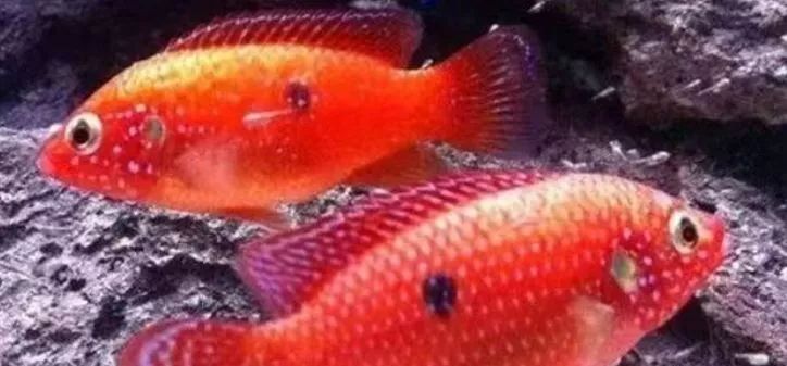 三湖慈鲷最贵的品种_三湖慈鲷品种图鉴_短慈鲷品种