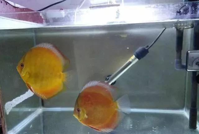 潜水艇鱼和短鲷混养_什么短鲷可以用来追赶灯鱼_神仙鱼短鲷