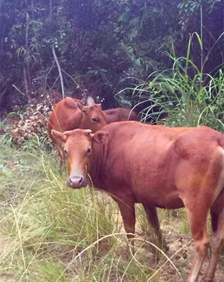 全场1折起!梧州最牛的潮汕牛肉火锅9号周年店庆嗨炸了!