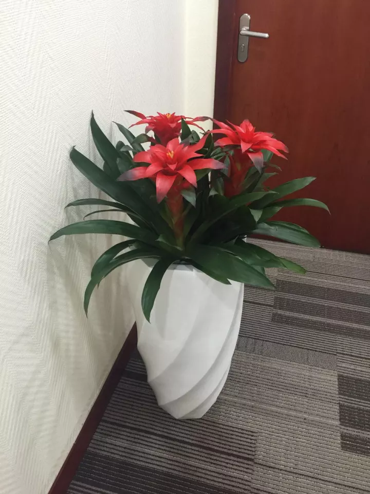 坤石园林绿植租赁,一站式服务让您感受绿色空间 坤石园林绿植租赁,一站式服务让您感受绿色空间