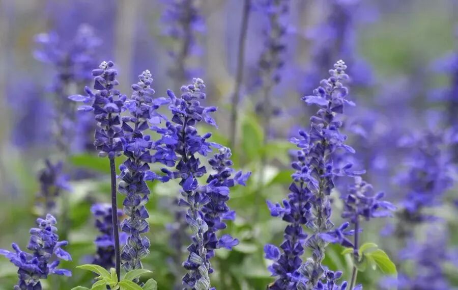 广西北海园博园广西北海园博园