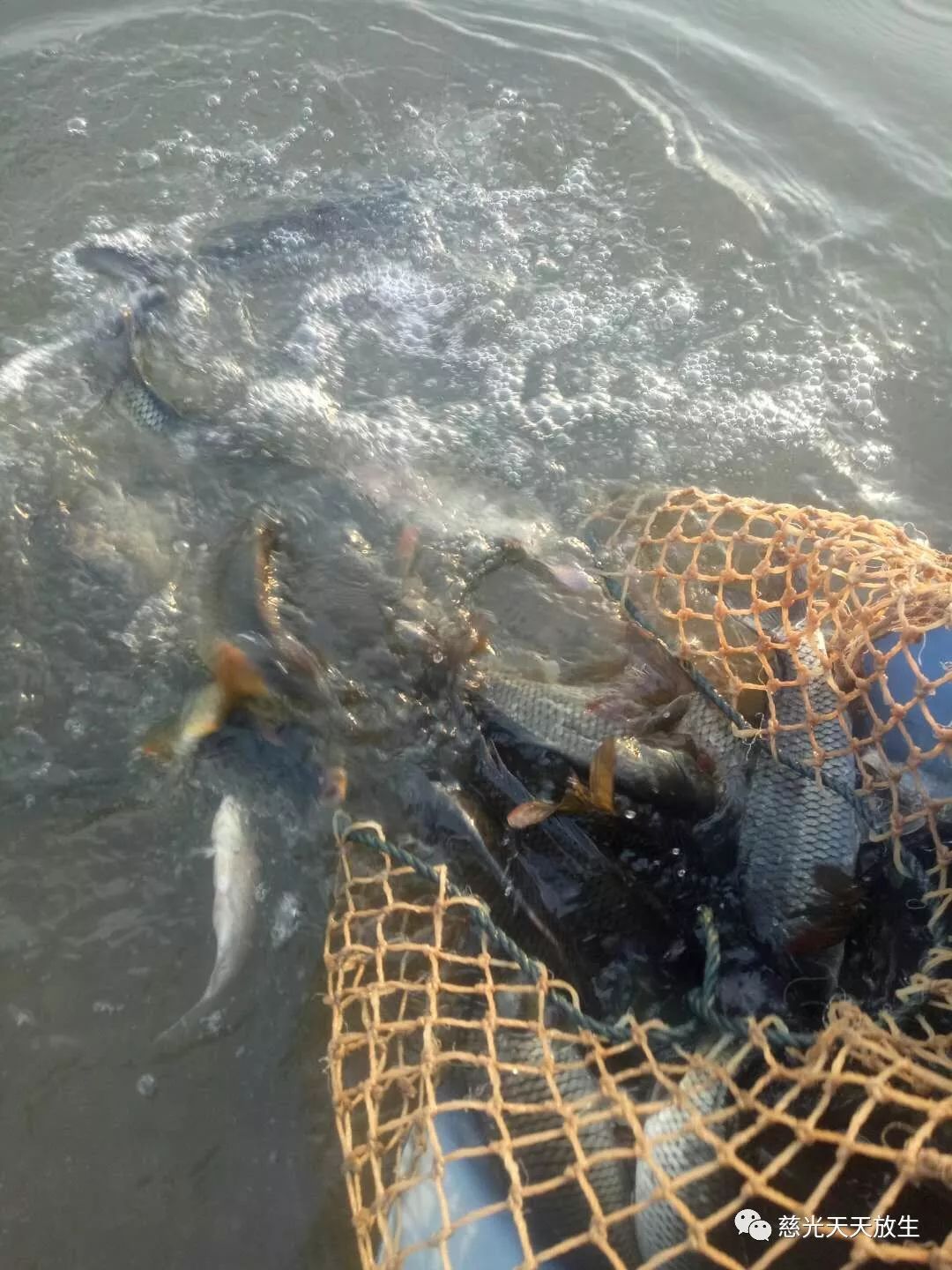 11月3日放生信息已全部发放完毕,请师兄们自行回向!