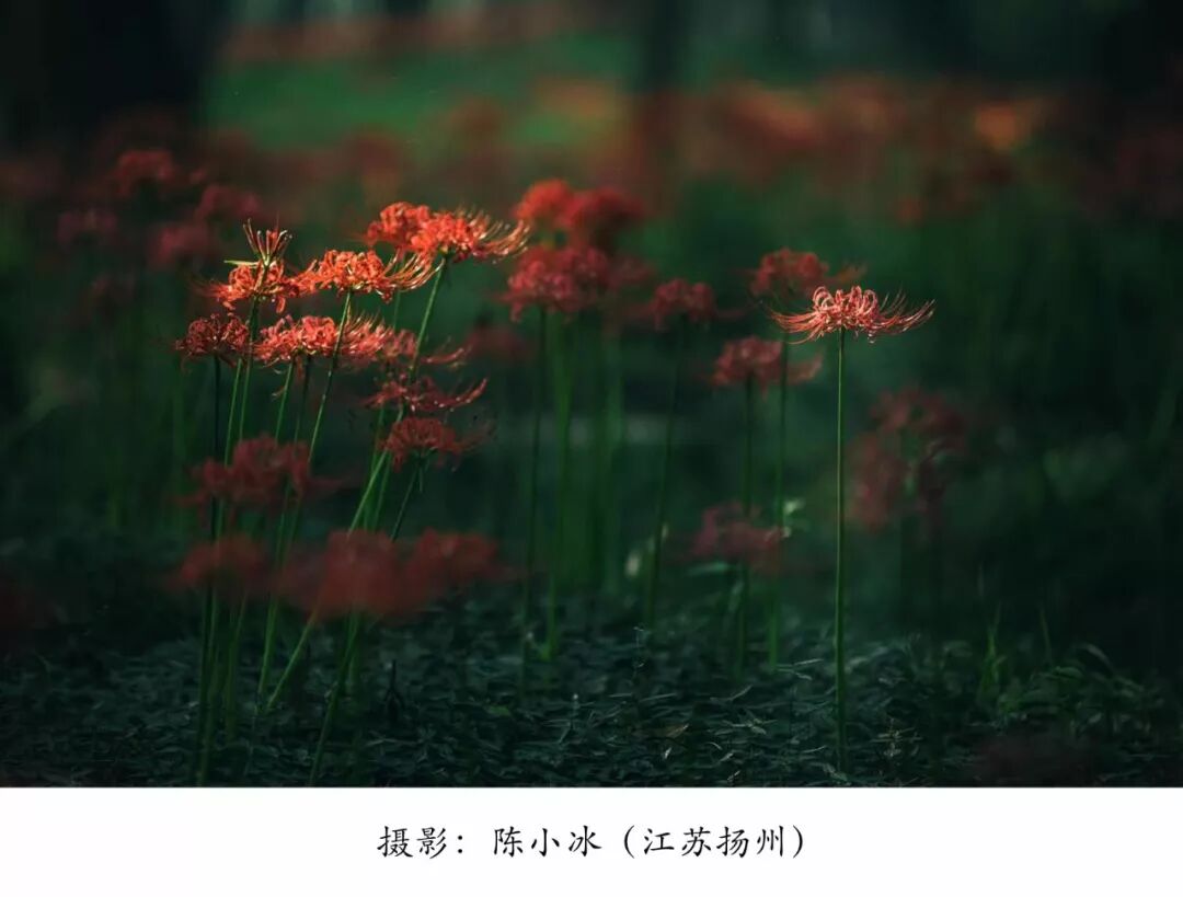 上上影社 彼岸花開 上上微覽 微文庫