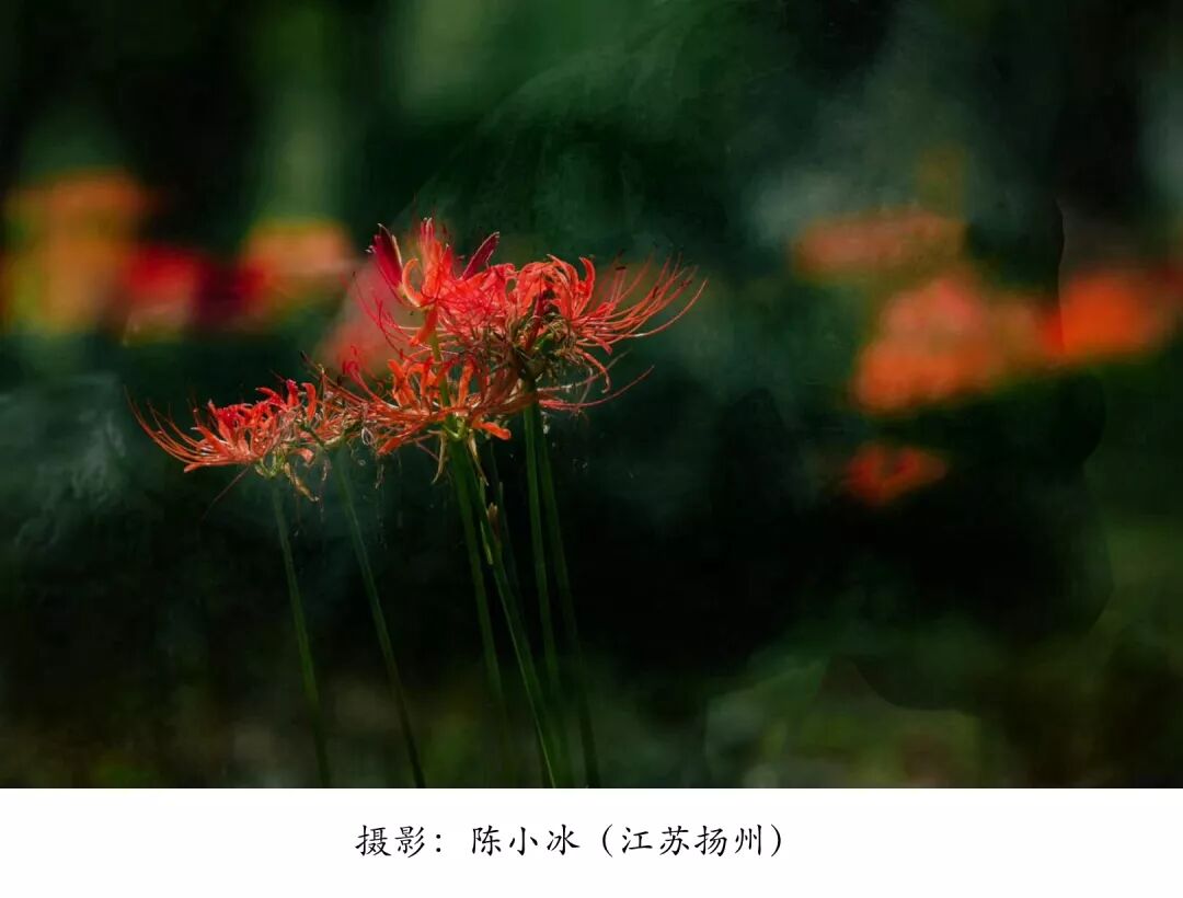 上上影社 彼岸花開 上上微覽 微文庫