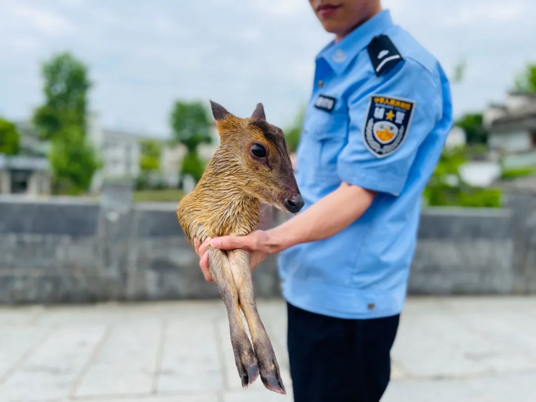 黄琼动物图片